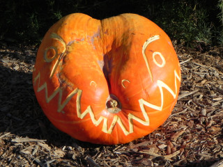 Croc, Nipomo Pumpkin Patch best carving idea